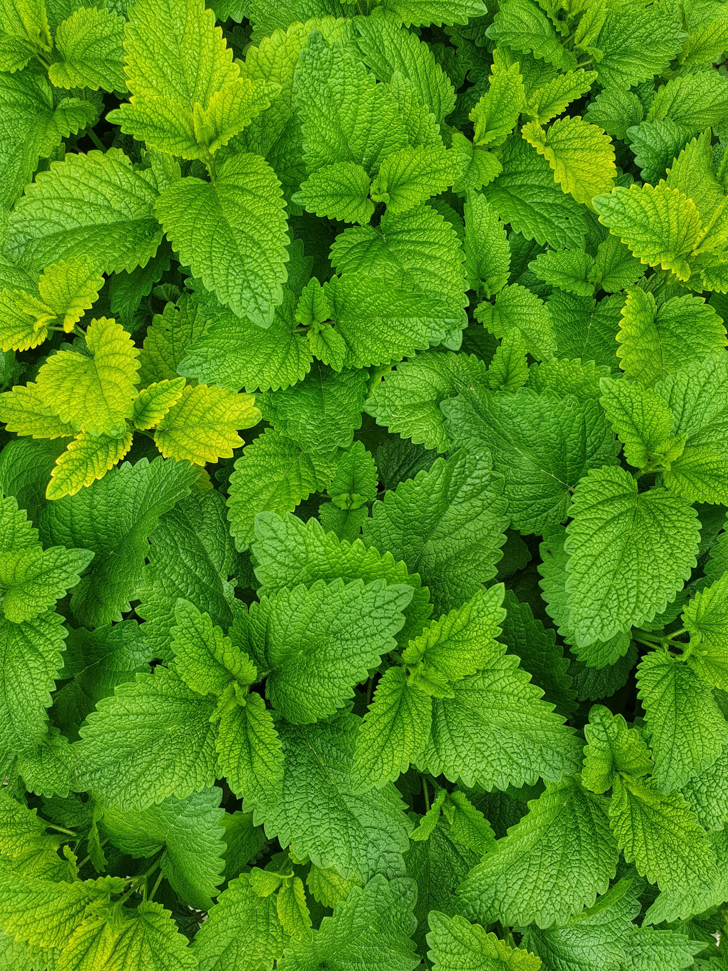 Jarang Diketahui, Berikut Manfaat Daun Mint untuk Wajah