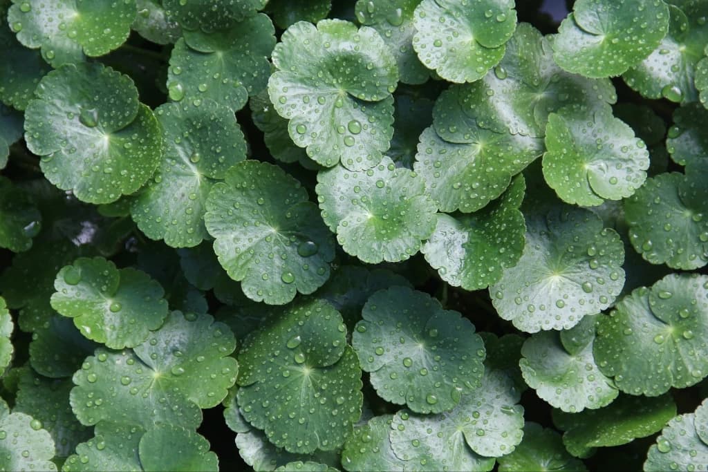 Manfaat Kandungan Centella Asiatica pada Sabun Bromen